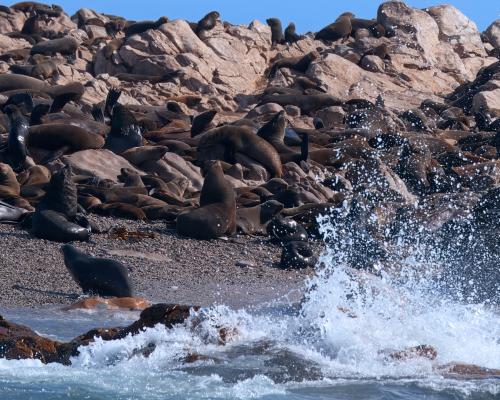 Brandung am Geyser Rock Marine Dynamics