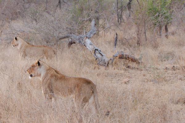 Löwen gehen auf Jagd in Lower Sabie im Krüger Nationalpark
