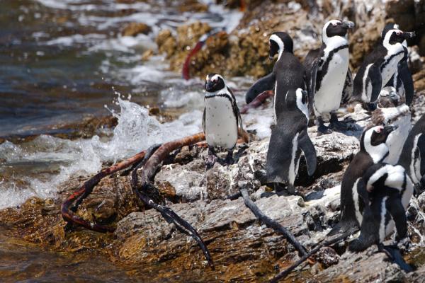 Pinguine in Bettys Bay (c) Kalahari Calling