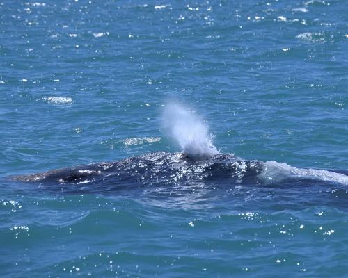 Südlicher Glattwal in der Walker Bay