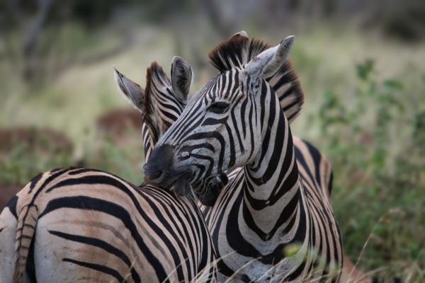 Zebras im Krüger Nationalpark in der Regenzeit