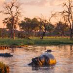 Am Khwai Fluss in Botswana - Nilpferde
