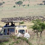 Auf Safari Fahrt in der Serengeti 