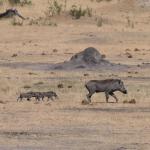 Baby Warzenschweine im Hwange NP