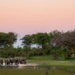 Elefanten in der Mogothlo Concession in Botswana