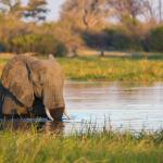 Botswana Safari - Elefant am Khwai River