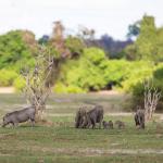 Botswana Safaris - Warzenschweine an der Chobe River Front