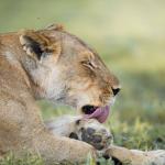 Löwin in der Mogothlo Concession, Botswana