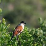 Burchell's Coucal - Spornkuckuck im Hluhluwe Imfolozi