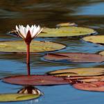 Wasserlilien im Okavango Delta