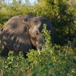 Elefant grast auf Tsowa Island