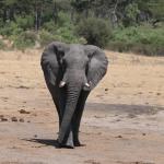 Elefant im Hwange Nationalpark