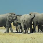 Elefanten Etosha - Selbstfahrer Namibia 
