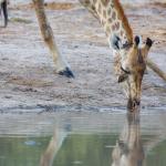 Giraffen im Chobe Nationalpark