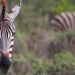 Zebras - Gondwana Game Reserve