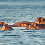 Hippos auf dem Sambesi 