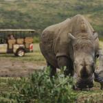 Auf Safarifahrt im Hluhluwe Imfolozi Nationalpark 