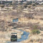 Kwando Tau Pan Camp - Lion Tracking 