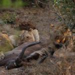 Löwen am Riß - Tembe Elephant Park 