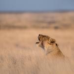 Onguma Game Reserve - Löwin