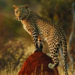 Leopardin in Namibia - Selbstfahrer Safari 
