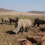 Graue Riesen im Welgevonden Game Reserve 