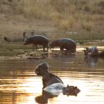 Nilpferde im Welgevonden Game Reserve