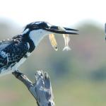 Ein Pied Kingfisher beim Lunch