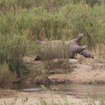 Safari im Krüger Nationalpark - Löwen fressen an einem Nilpferd 