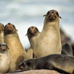 Seehunde an der Skelettküste Namibias 