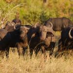 Büffelherde im Zambesi NP - Tsowa Safari Island