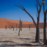 Versteinerte Bäume im Nachmittagslicht - Das Deadvlei in Namibia 