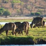 Wasserböcke an der Chobe Waterfront