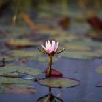 Auf Mokorofahrt - Wasserlilien im Okavango Delta
