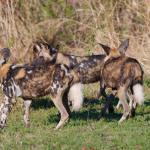 Wildhunde im Hluhluwe Imfolozi Nationalpark 