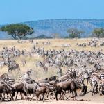 Great Migration in der Serengeti erleben