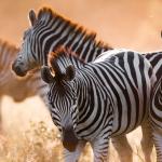 Zebras im Moremi Game Reserve in Botswana