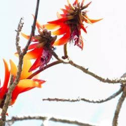 Blütenpracht im südafrikanischen Frühling