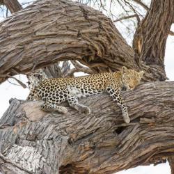 Botswana Safari - Leopard