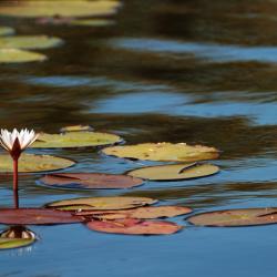 Wasserlilien im Okavango Delta 