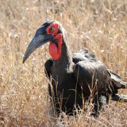 Bodenhornbill im Krüger Nationalpark