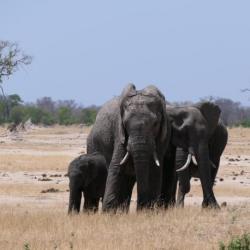 Ellies im Hwange Nationalpark 