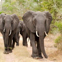 Elefanten im Tembe Elephant Park 