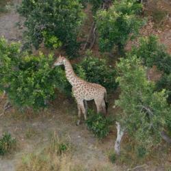 Giraffe aus der Luft erleben - Okavango Delta Rundflug