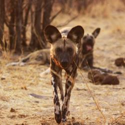 Ein Rundel Wildhunde in der Gegend von Savuti