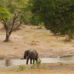 Im Tembe Elephant Park 
