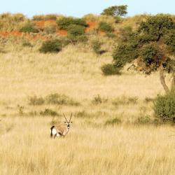 Landschaft in der Kalahari - Selbstfahrer Reise Namibia 