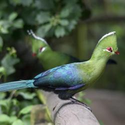 Knysna Turaco