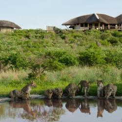 Kwando Tau Pan - Central Kalahari Game Reserve 