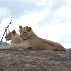 Löwen in der Serengeti in Ostafrika 